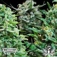 Kalashnikov Seeds Autoflowering Mix